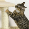 Kitten Activity Center With Condo Modern Cat Tree Tower Cat Activity Tower